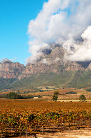 Vineyard on Pleisir de Merle wine farm in autumn. Shot in the early afternoon in South Africa with mountains and bright blue sky in the backgound.の写真素材