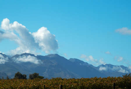Vineyard on Pleisir de Merle wine farm in autumn. Shot in the early afternoon in South Africa with blue sky in the background.の写真素材