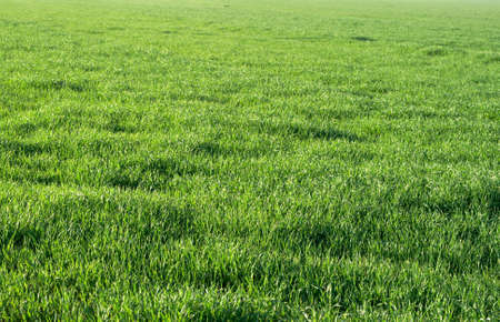 Green grass field shot on a sunny dayの写真素材