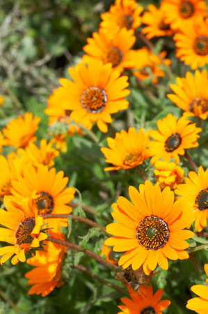 Bunch of orange wild flowers in the fieldの写真素材