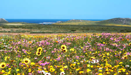 Field of colorful wild flowers with blue sky and ocean in the background in West Coast National Park, South Africaの写真素材
