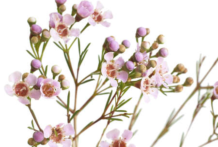 Macro shot of beautiful pink flowers isolated on white background. Very shallow depth of fieldの写真素材