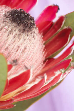 Macro shot of pink Protea (Protea Hybrid- Pink Duke) on purple background. Very shallow depth of fieldの写真素材