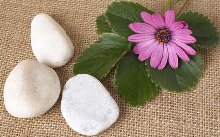 Beautiful pink flower with green leaves and pebbles on wire mesh background. Lifestyle and spa themeの写真素材