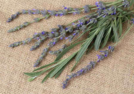 Beautiful purple lavender stems on mesh materialの写真素材