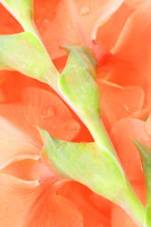 Orange gladiolus (sword lily) in the gardenの写真素材