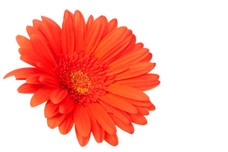 Red gerber daisy on white background. Shallow depth of fieldの写真素材