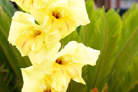 Yellow gladiolus (sword lily) on green garden backgroundの写真素材