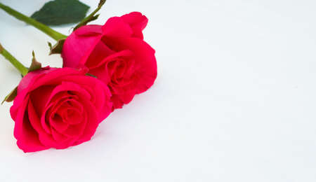 Two pink roses on light backgroundの写真素材