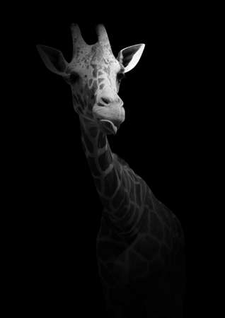 Funny giraffe showing tongue. A wild animal  isolated on a black background. Black and white photo with an African inhabitant.の写真素材