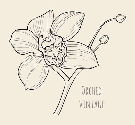 Vector vintage linear illustration of large orchid flower and several closed buds on one branch. Hand drawn exotic plant. Imitation of drawing on old craft paper. Artwork for cards, wedding invitationのイラスト素材
