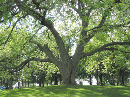Beautiful powerful old tree in it's summer glory.