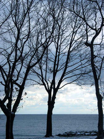 Black silhouettes of leafeless winter trees on the background of steel blue sky and waterの写真素材