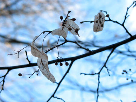 Detail of a linden tree branch in winder, focus on linden seedsの写真素材