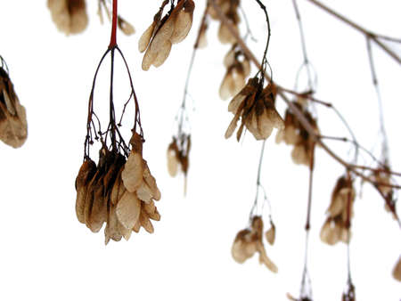 Closeup on brown dry winter maple keys on the background of fresh snowの写真素材
