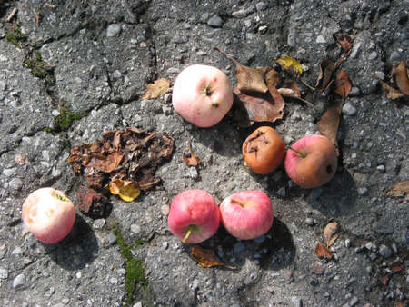 Fallen apples on the pavementの写真素材