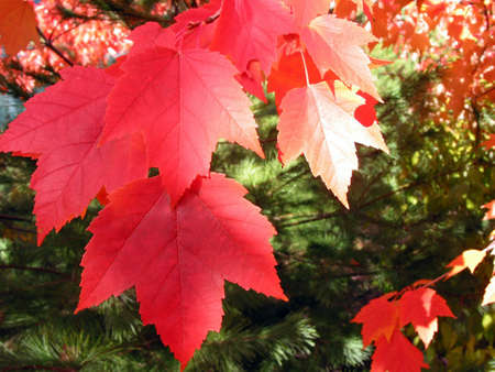 Closeup on bright red autumn leaves on the tree branch