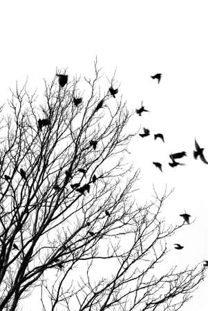 Black and white image of birds flying off a treeの写真素材