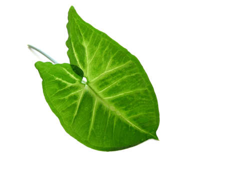 Green leaf isolated on white background