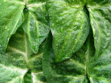 Macro of overlapping green leaves with water droplets