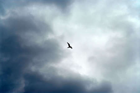 Bird flying on the background of stormy sky and cloudsの写真素材