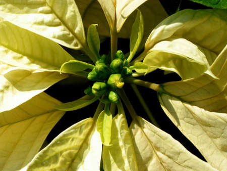 Yellow Christmas poinsettia, closeupの写真素材