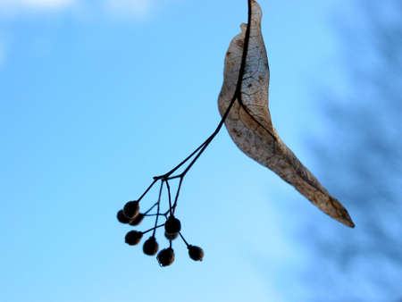 Closeup on linden tree seeds on blue sky backgroundの写真素材