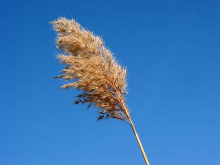 Dry reed flower on the background of bright blue winter skyの写真素材