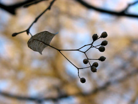 Closeup on linden tree seedsの写真素材