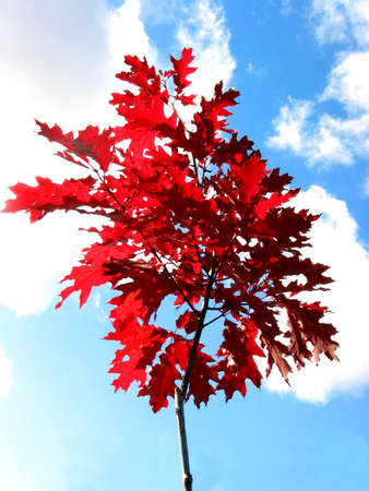 Young oak tree in the fall, very bright red leaves (color is natural, not adjusted!)の写真素材