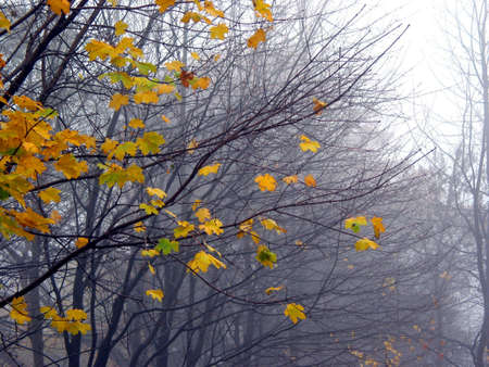 Last leaves on the maple tree branches on a rainy foggy late fall dayの写真素材