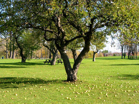 Park in late summer with apple trees, fallen apples and picnic tablesの写真素材
