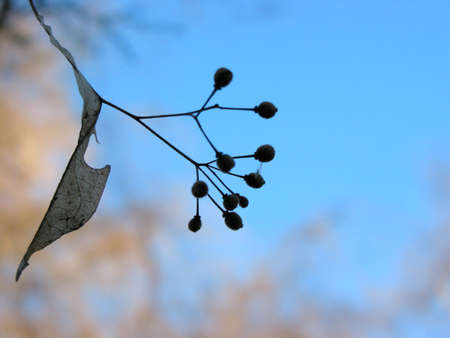 Closeup on linden tree seeds on blue sky background