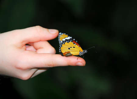 Colorful butterfly sitting on girl's fingerの写真素材