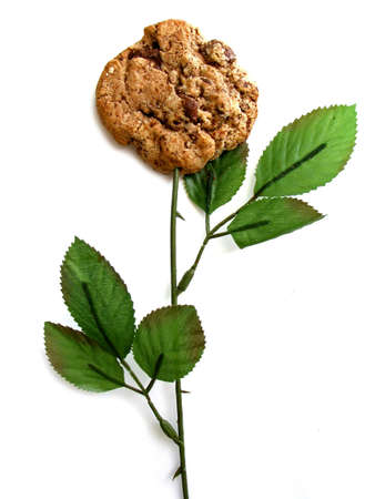 Cookie on a rose stem on white backgroundの写真素材