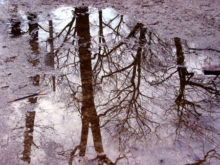 Reflection of trees in a puddle
