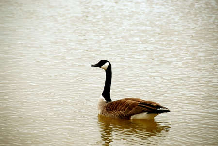 Canada goose swimmingの写真素材