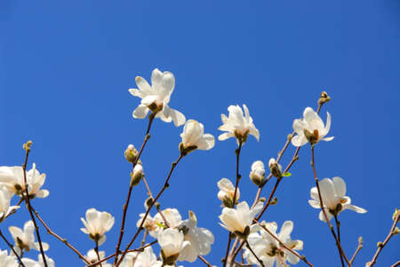 Branches of blooming magnolia reaching towards blue skyの写真素材
