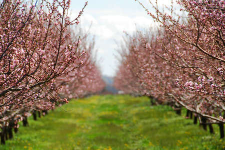Blooming peach orchard in springの写真素材