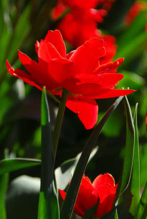 Red tulip closeup