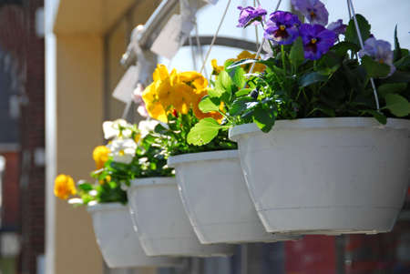 Flower baskets for saleの写真素材