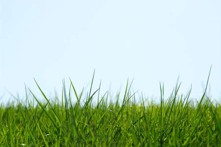 Background of grass and skyの写真素材