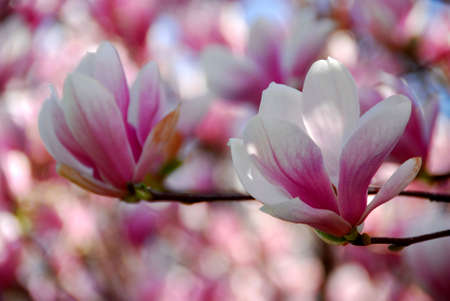 Closeup of magnolia flowersの写真素材
