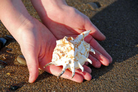 Child holding a sea shell in hands on a beachの写真素材