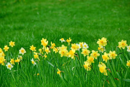 Row of spring daffodils in green grass fieldの写真素材
