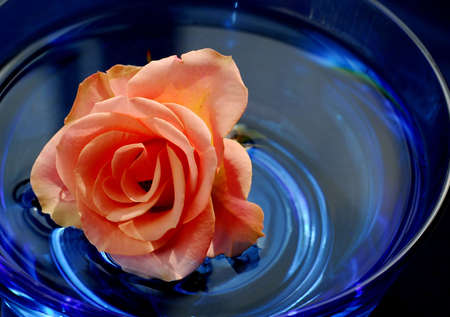 Rose blossom floating in waterの写真素材
