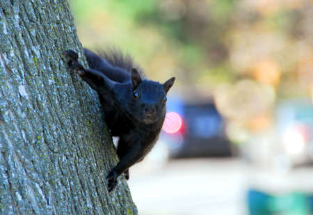 Black squirrel on a tree in a city parkの写真素材