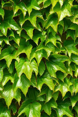Green ivy background