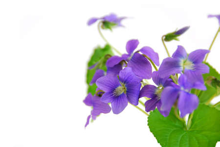 Wild spring violets on white background, cornerの写真素材
