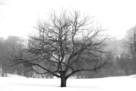 Apple tree in winter, black and whiteの写真素材